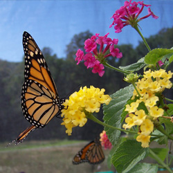 Lantana